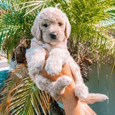 Buy beautiful Golden Retriever pups