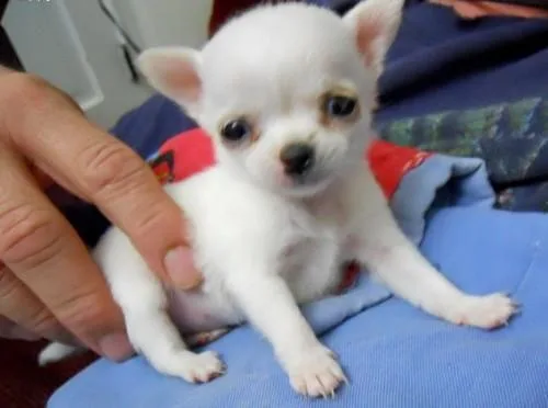 Chihuahua puppies