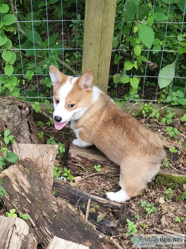 Pembroke Welsh corgi