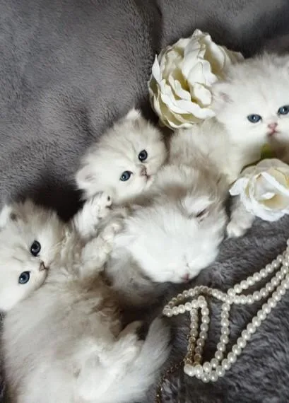 Persian Kittens Ready
