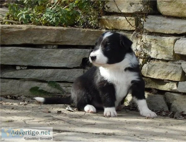 female Border Collie
