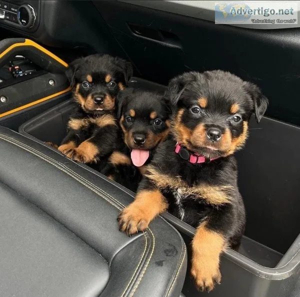 Beautiful German Rottweiler puppies for sale