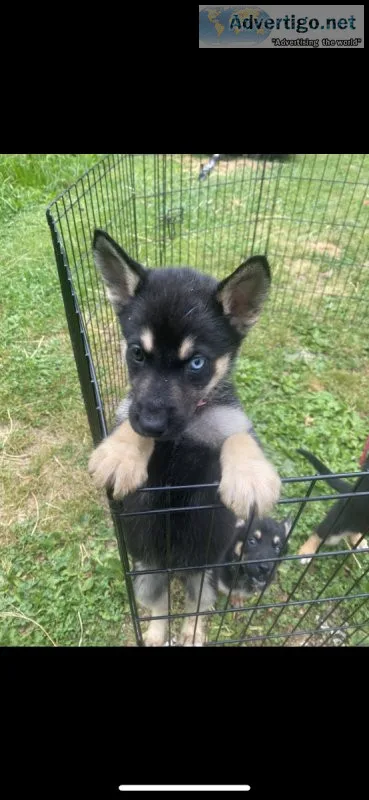 German Shepherd Husky