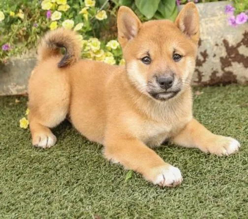 Shiba Inu Puppies Now Ready for Re-homing