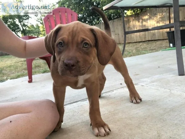 XL American Bullies
