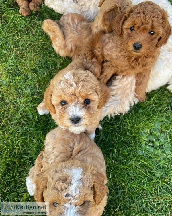Maltipoo Puppy