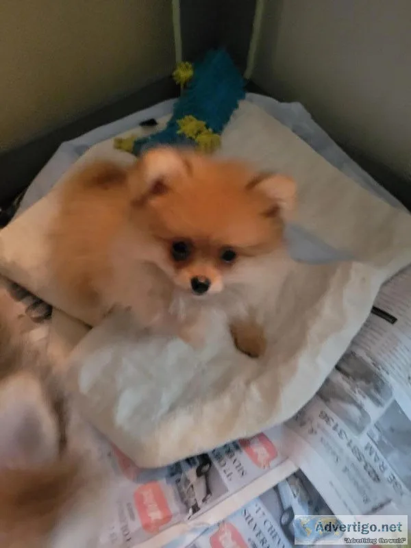 Pomeranian puppies