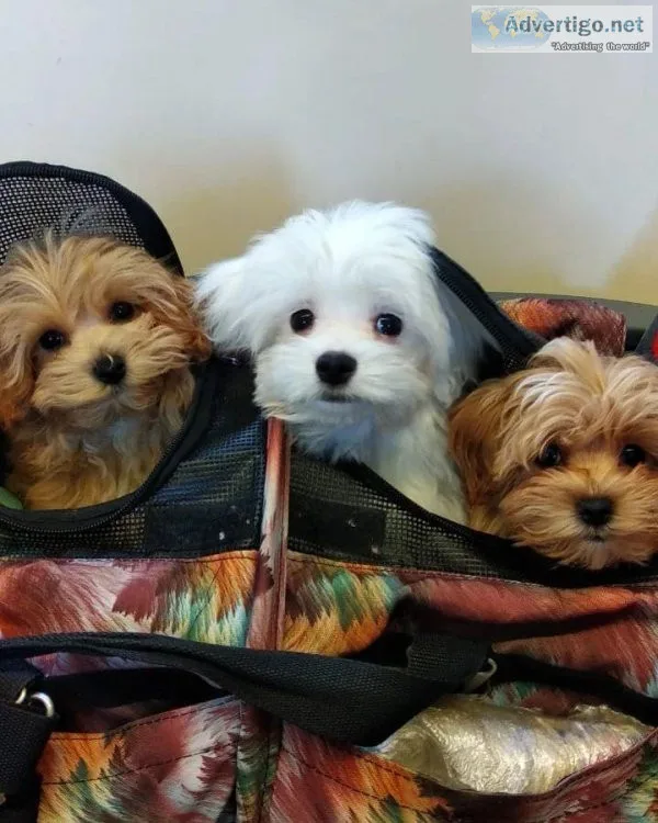 Top Class Maltipoo Puppies Available