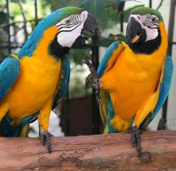 Talking pair Blue and Gold Macaw parrots available