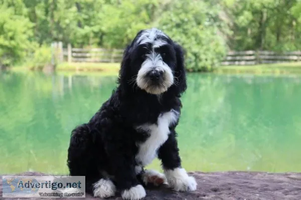 Bella Female F1b Middy to Mini Sheepadoodle