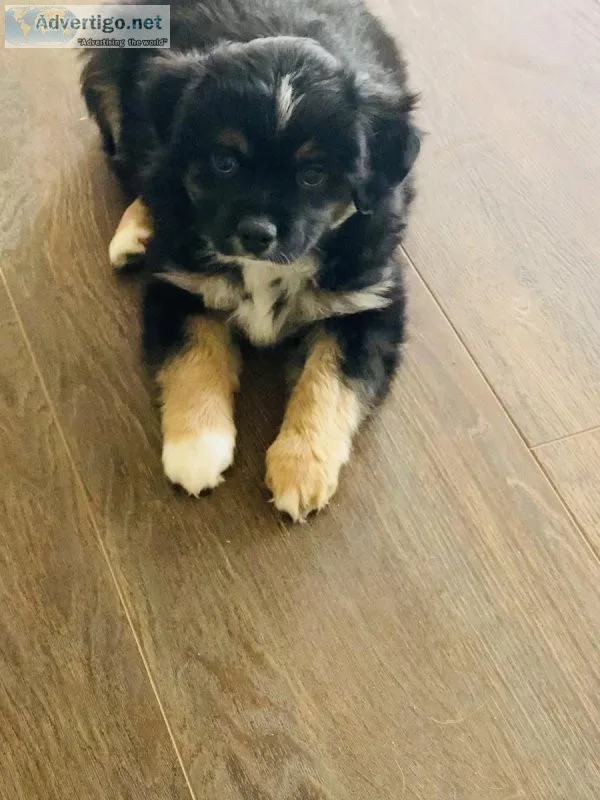 Minnie Aussie Puppies