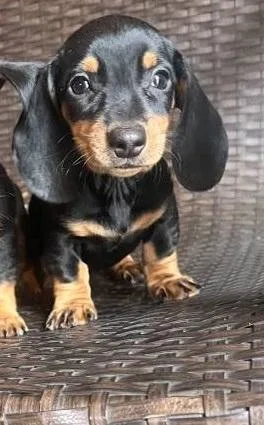 Miniature Dacshund puppies for Sale