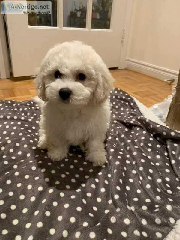 Bichonpoo Puppies (Bichonpoodles)