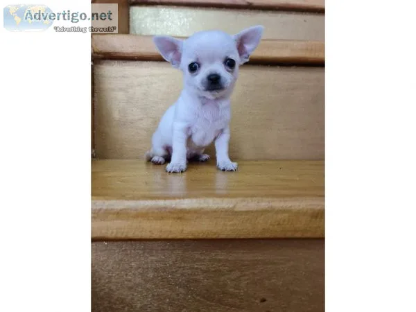 Male and Female Chihuahua for Rehoming