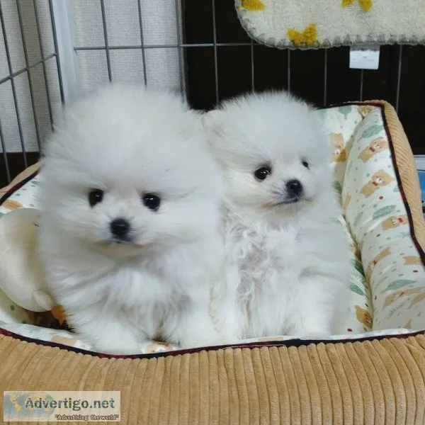 Cute Pomeranian puppies available
