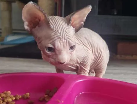 Sell canadien sphynx kittens