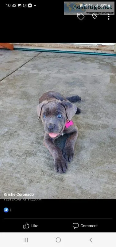 Cane corso pups