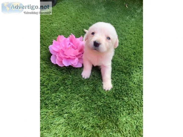 Male and Female Labrador Retriever for Rehoming
