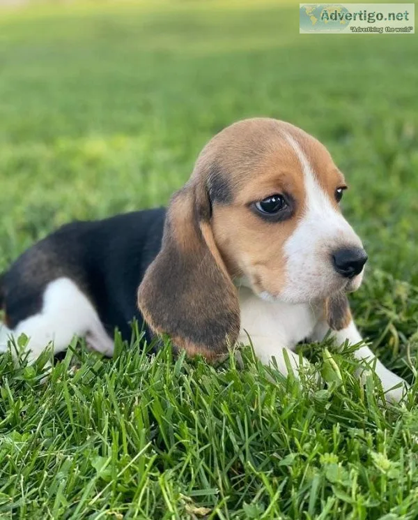 Beagle puppies ready