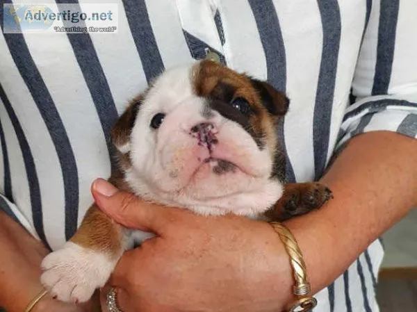 Kc registered English Bulldog