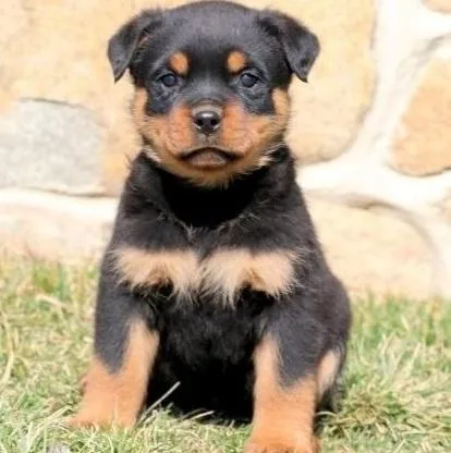 Exotic Rottweiler puppies
