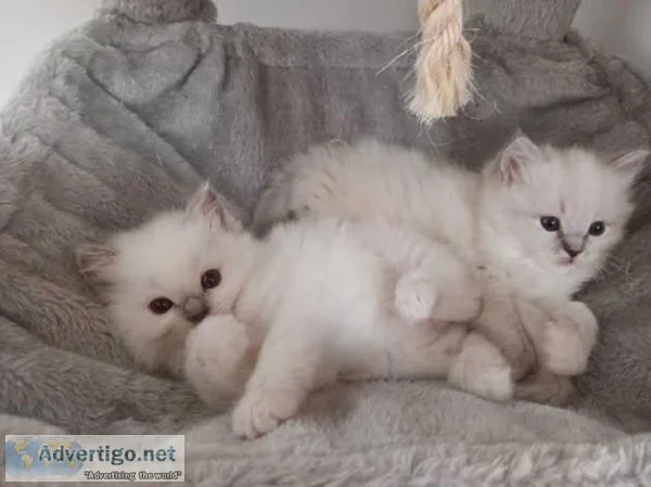 chunky ragdoll kittens
