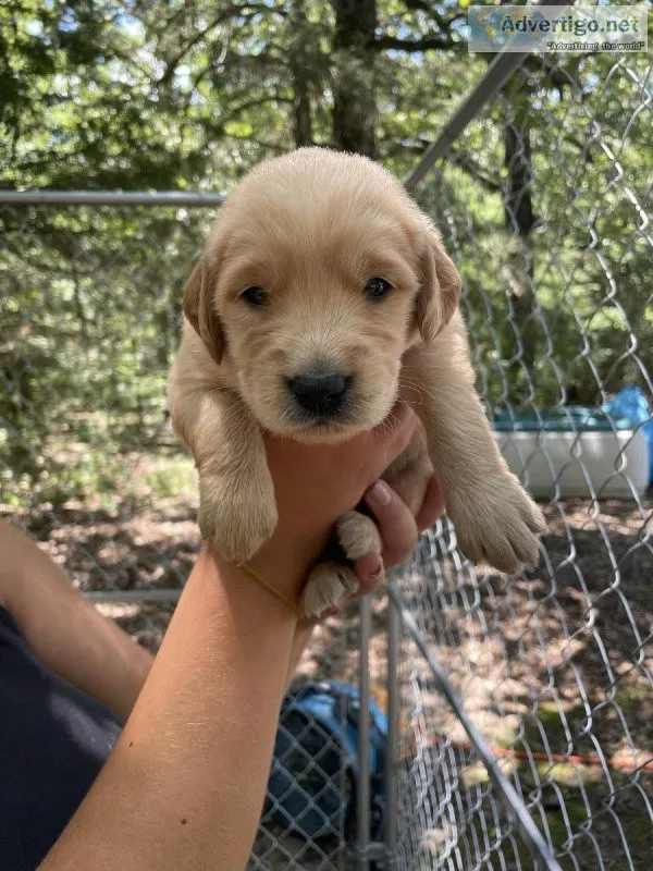 Golden Retriever puppies