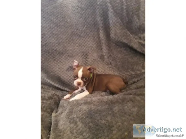 Male and Female Boston Terrier for Rehoming