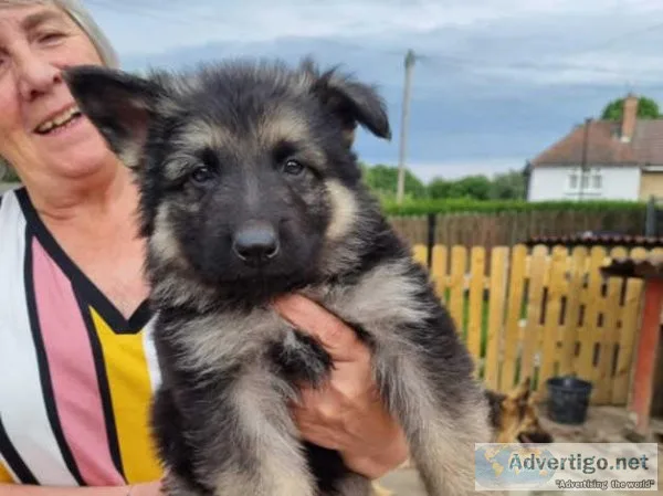 German shephard pedigree pups 8 availabe