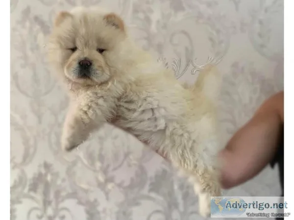 Male and Female Chow Chow for Rehoming
