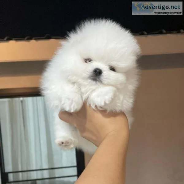 Teacup pomeranian puppies available