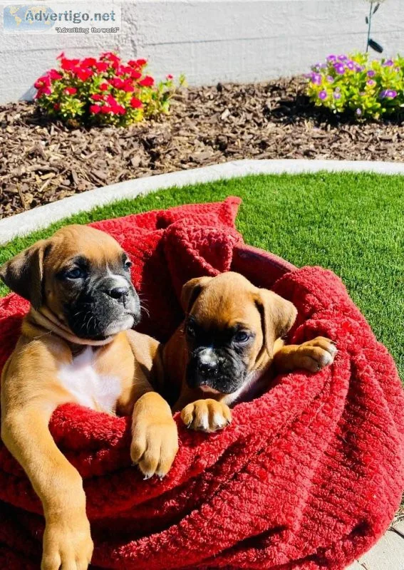 Boxer Puppies Available.