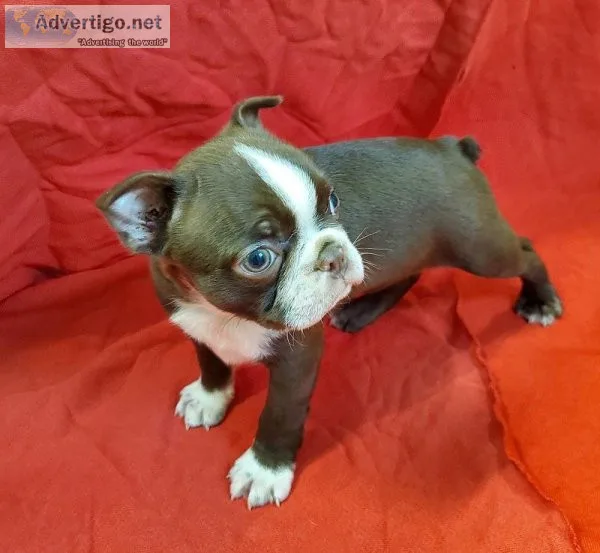 Well Home Train Boston terrier Puppies for Sale