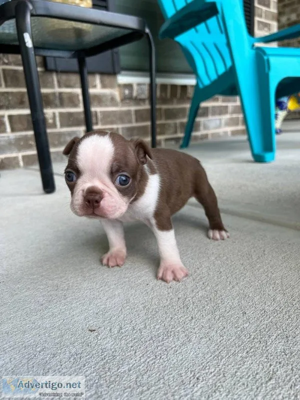 Fabulous Boston terrier Puppies Available