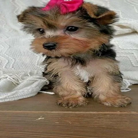 AKC TEACUP YORKIE GIRL MUST SEE