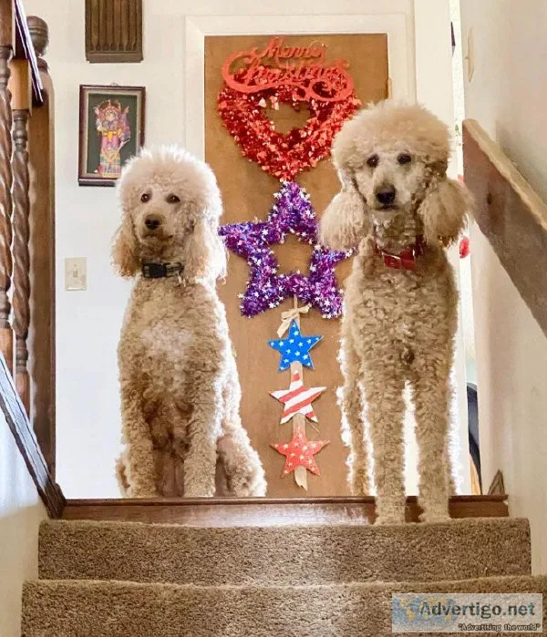Standard Poodle pups