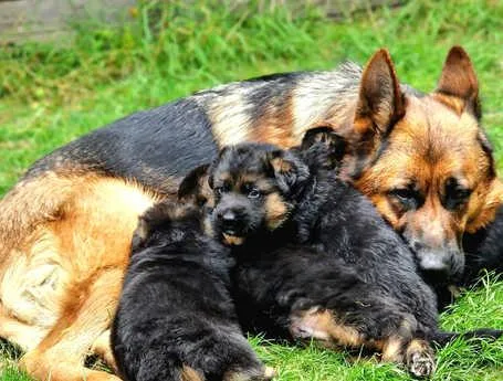 German shepherd quality puppies available