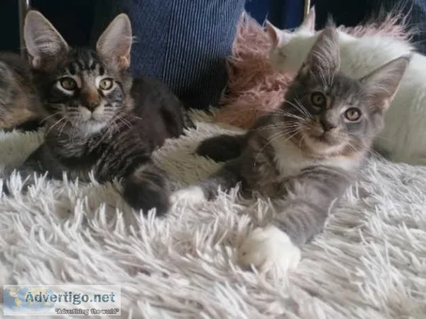 Ready now  Maine coons
