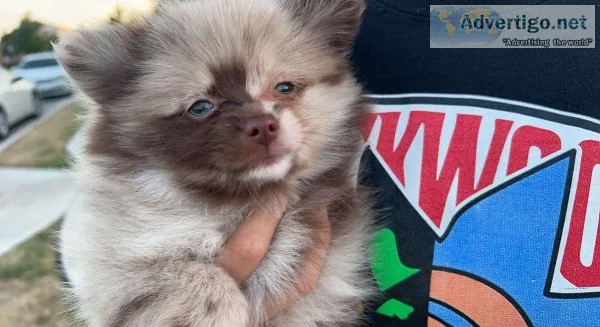 Chocolate Merle Pomeranian