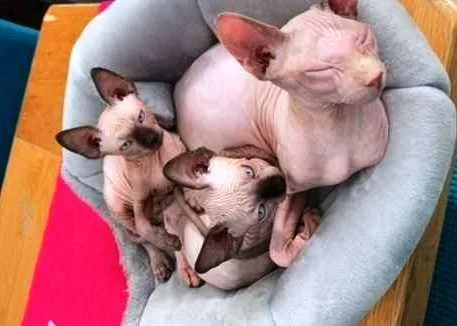 Certified Sphynx Kittens