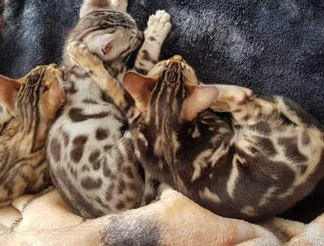Stunning Tica Registered Bengal Kittens Ready