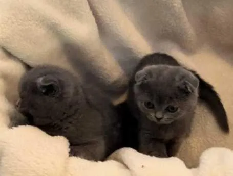 Blue Scottish fold kittens