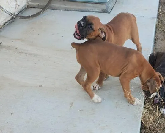 Two Cute Boxer Puppies for Adoption