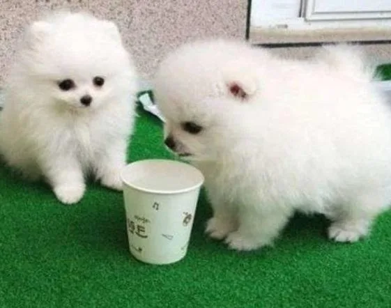 AKC registered Teacup Pomeranian