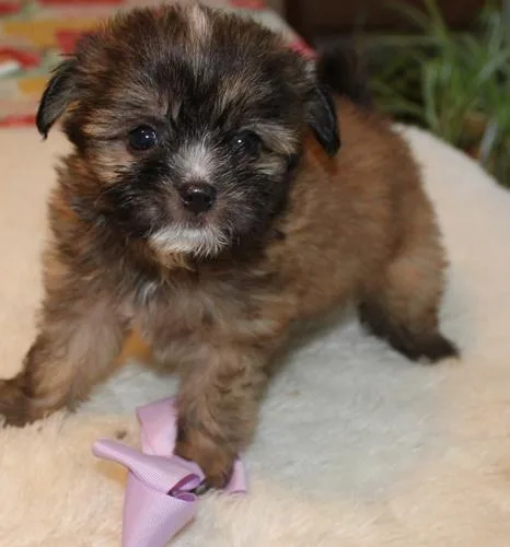 Gorgeous Mi-ki Male puppy