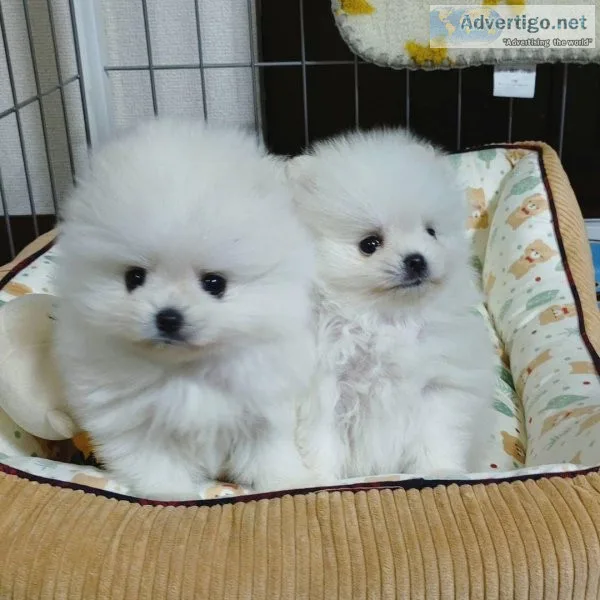 Pomeranian puppies available