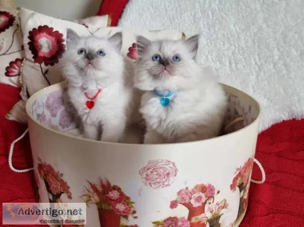 REGISTERED PEDIGREE RAGDOLL KITTENS