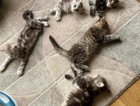 Maine coon kittens tica active