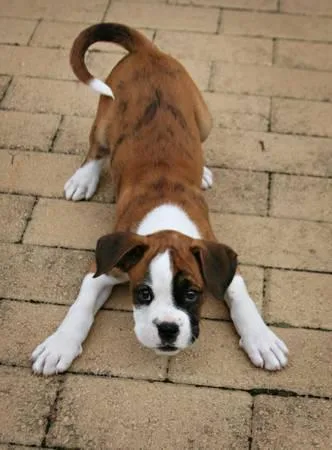 AKC mini boxer 8 weeks old