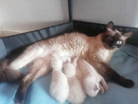 GORGEOUS RAGDOLL KITTENS